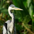 Héron cocoi (Ardea cocoi)