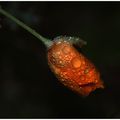 Fleur d'Eschscholzia ( Pavot de californie )