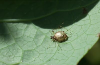 Avant l'arrivée des fourmis ...