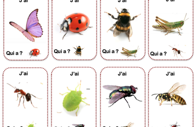 Projet "A la découverte des petites bêtes du jardin"