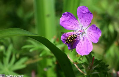 Les abeilles ne sont pas les seuls insectes pollinisateurs