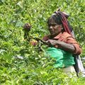 Voyage au Sri Lanka - randonnée dans les plantations de thé en direction de Rangala