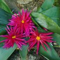 Loy Krathong en Bretagne