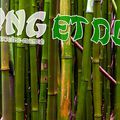 La résistance du bambou