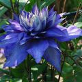 Clematis 'Multi Blue'