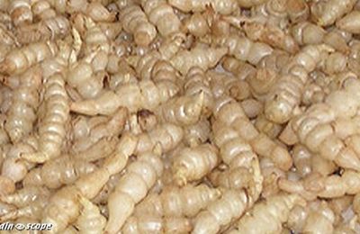 Ces curieux légumes racines se récoltent en hiver