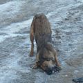 Kapy le chien qui mange la glace