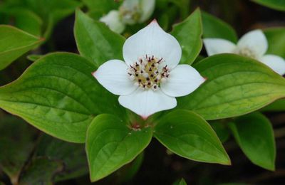 Cornus canadensis