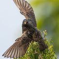 Étourneau sansonnet (Sturnus vulgaris)