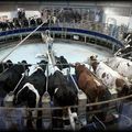 APPEL CONTRE L'ELEVAGE INTENSIF