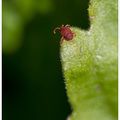 L'attente du trombidion ....