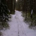 Promenons-nous dans les bois