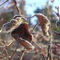 MATIN GIVRE...FROID ET SUCRE