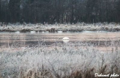 Le marais habillé de son habit d' hiver