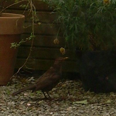 Les joies du printemps...