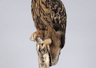 Hibou grand duc d'Europe. Bubo bubo