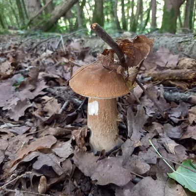 Saison des champignons 2025 : Rêves de cèpes...