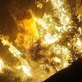 Incendies dans le Monde