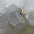 Rose blanche pour Hortense 