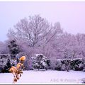 Ce matin dans notre jardin!!