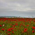 Coquelicots à Tournehem-sur-la-Hem (62)