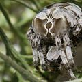 Araneus grossus - Hautes Alpes