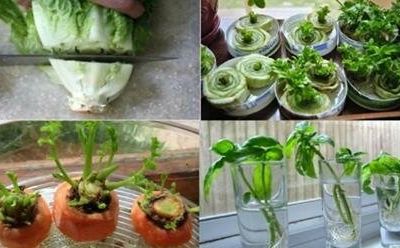Réutiliser ses légumes...pour en faire de nouveaux