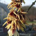  Chimonanthus praecox