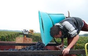 Changement climatique et la vigne