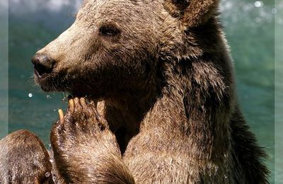 Parc national des Pyrénées(ours, loutres, marmottes.......)