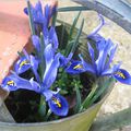 Iris printaniers