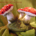 Champignons du marié!!!