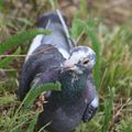 pigeon aux jardins suspendus