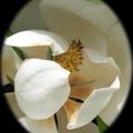 Magnolia Grandiflora # 1