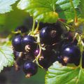 LE CASSIS FRUIT