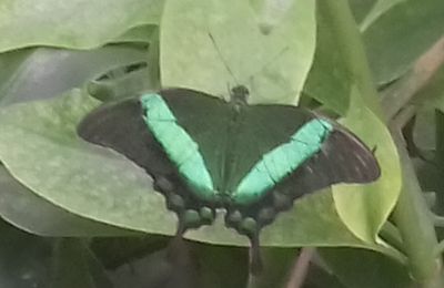 Le Machaon émeraude (Papilio palinurus)