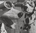 Chlow's Vide Dressing