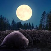 La pleine lune des castors tombera en novembre et sera la dernière superlune de l'année - ce qu'il faut savoir | Epoch Times