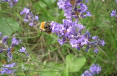 Beauté et bienfaits de la nature : la lavande.