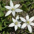 les fleurs du printemps