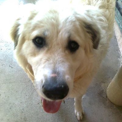 Tartoche au Citron Meringuée...