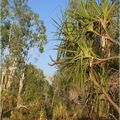 Douglas Hot Springs, Top End, Australia