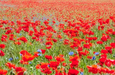 Bleuets et coquelicots