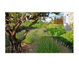 Aménager un jardin méditerranéen