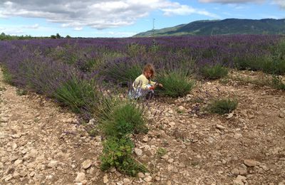 { la petite ramasseuse de lavande...}