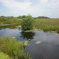 Everglades National Park - "the river of grass"
