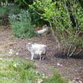 Plantations et chats errants