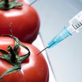 Les OGM sont de véritables poisons selon une étude financée par Auchan et Carrefour