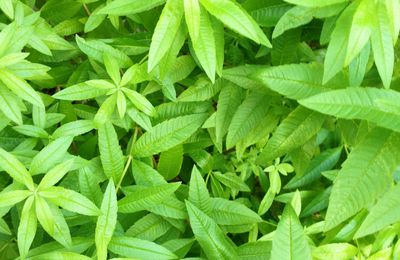 verveine du jardin