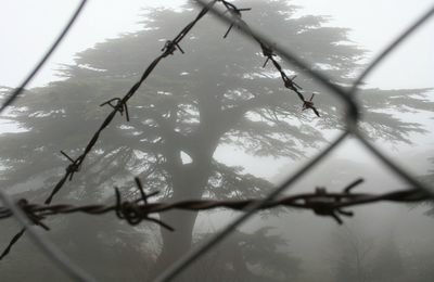 Cédres sous la brume